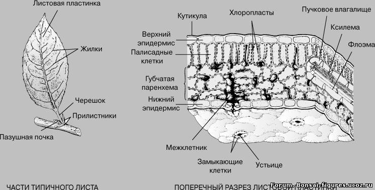 Листья где находятся Листья где находятся