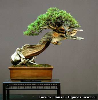 http://bonsai-figures.ucoz.ru/_fr/0/0487110.jpg
