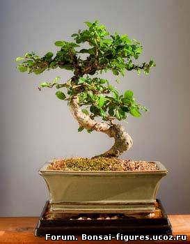 http://bonsai-figures.ucoz.ru/_fr/0/0551846.jpg