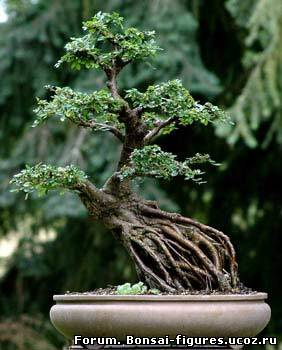 http://bonsai-figures.ucoz.ru/_fr/0/0925363.jpg