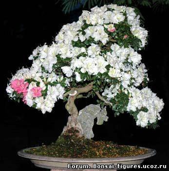 http://bonsai-figures.ucoz.ru/_fr/0/1105188.jpg