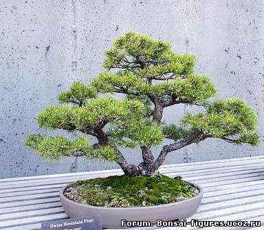 http://bonsai-figures.ucoz.ru/_fr/0/3302479.jpg