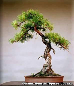 http://bonsai-figures.ucoz.ru/_fr/0/3528517.jpg