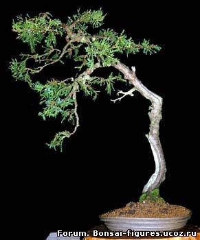 http://bonsai-figures.ucoz.ru/_fr/0/4389489.jpg