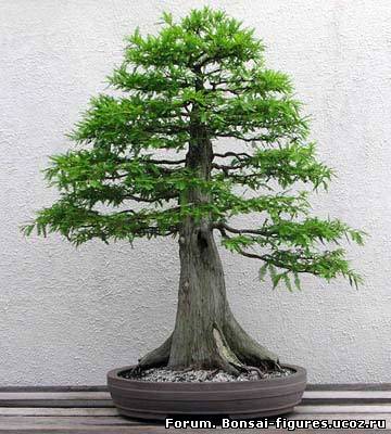 http://bonsai-figures.ucoz.ru/_fr/0/6433309.jpg