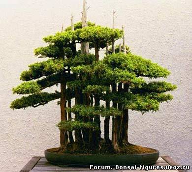 http://bonsai-figures.ucoz.ru/_fr/0/6866726.jpg