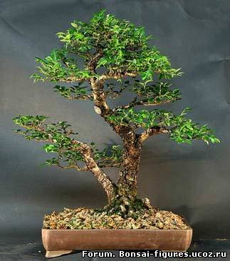 http://bonsai-figures.ucoz.ru/_fr/0/7273503.jpg