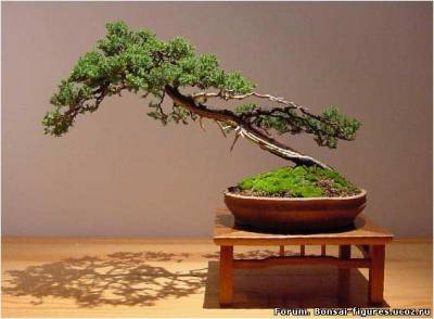 http://bonsai-figures.ucoz.ru/_fr/0/s2251955.jpg