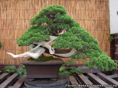 http://bonsai-figures.ucoz.ru/_fr/0/s6748464.jpg