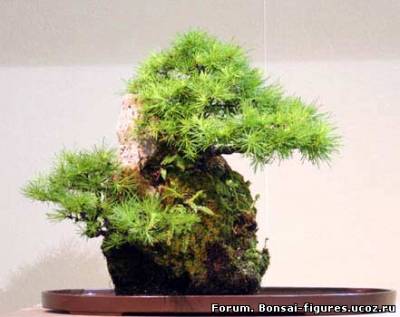 http://bonsai-figures.ucoz.ru/_fr/0/s9422670.jpg