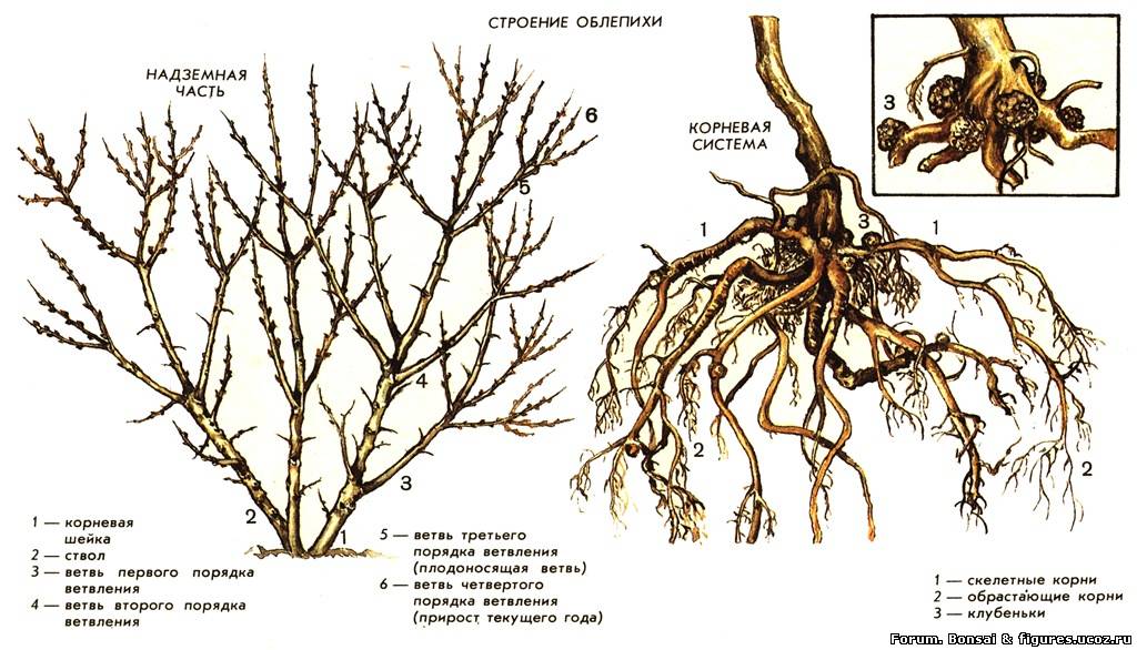 Строение сирени схема